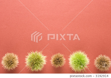 Chestnut chestnut bird's eye view shooting 3192914