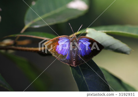 Murashiki Sajimi 3192931