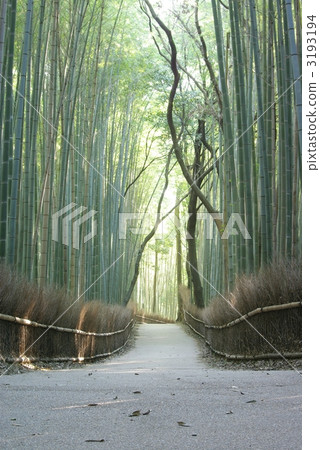 Sagano bamboo grove path Sagano bamboo grove path 3193194