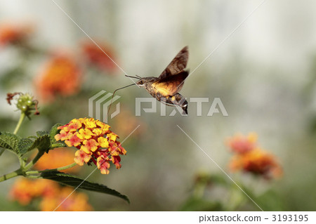 Lantana and Hoshi hojaku Lantana and Hoshi hojaku 3193195
