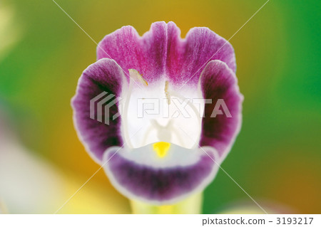 Torenia 3193217