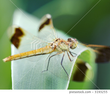 Female of Miyama makane (panoramic synthesis) 3193255