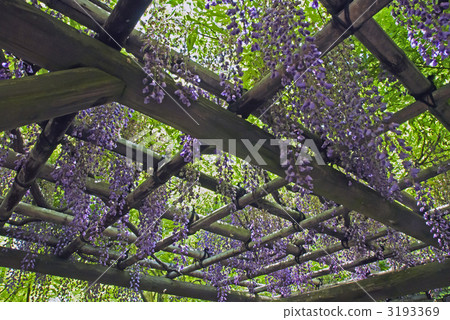 花園紫藤夏天花園Natsuki的紫藤 3193369