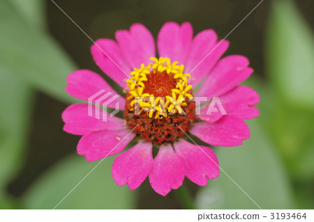 百日草花 3193464