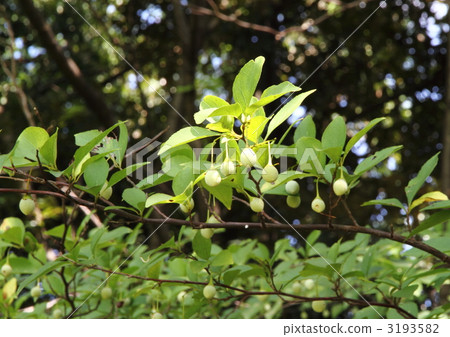 落葉樹和年輕果子葉子 3193582