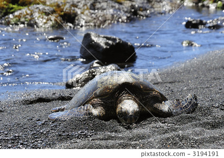 Hawaii Island Green turtle Hawaii Island Green turtle 3194191