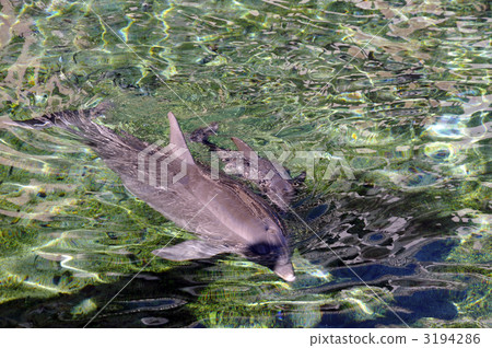 Hawaii island 3194286