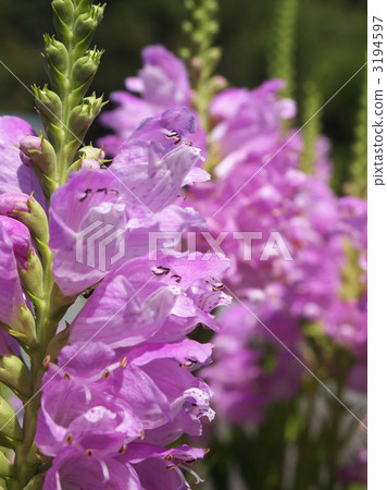 Hanatorano Hanatorano 3194597