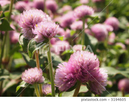 Sennicichiko 3194605