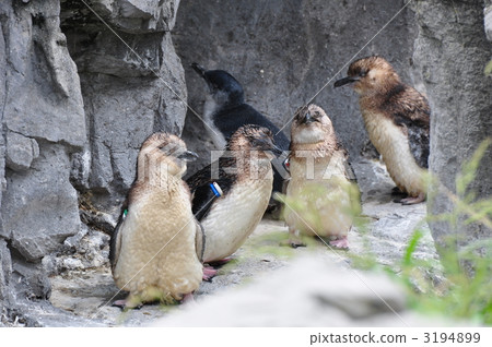 Fairy Penguin Fairy Penguin 3194899