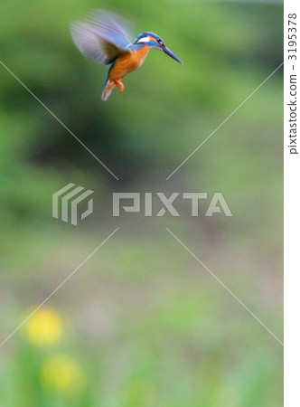 Kingfisher's hovering 3195378