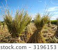 Autumn rice reaping 3196153