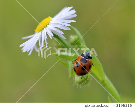 Spring purple and ladybug Spring purple and ladybug 3196316