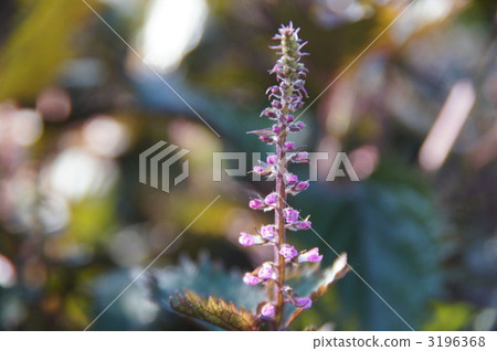 Shiso flowers 3196368