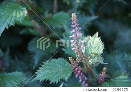 Shiso leaves 3196375