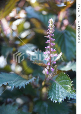 Shiso leaves 3196377