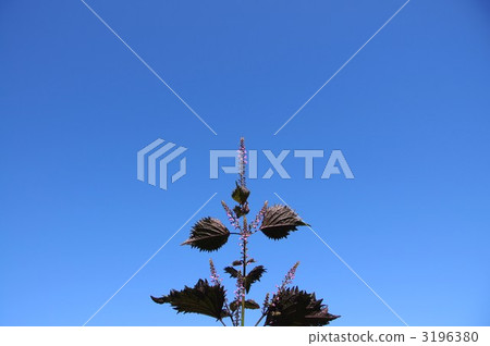 Shiso leaves 3196380