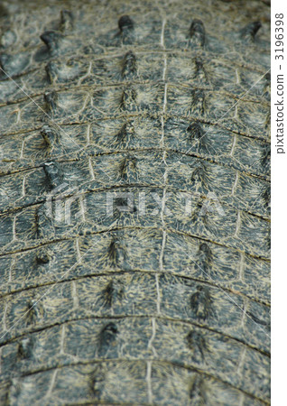 鱷魚皮 鱷魚皮 3196398