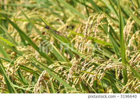 豐收 紅蜻蜓 褐頂赤蜻 3196640
