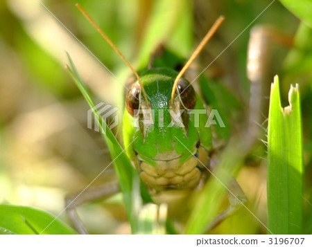 Tonosama beatta Tonosama beatta 3196707