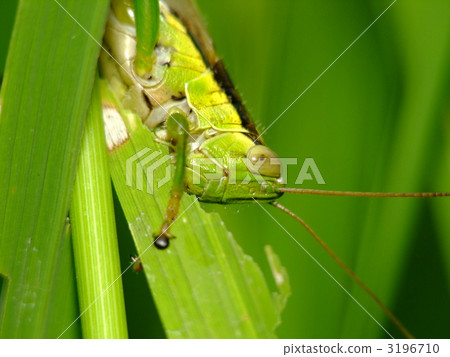 巴坦加粳稻 3196710