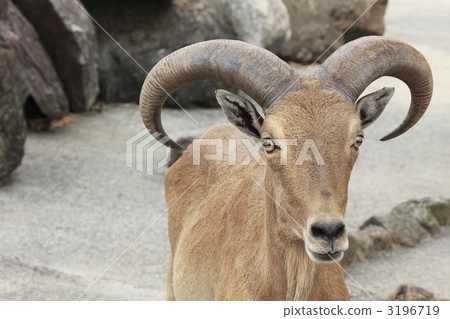 Burberry sheep - Stock Photo [3196719] - PIXTA