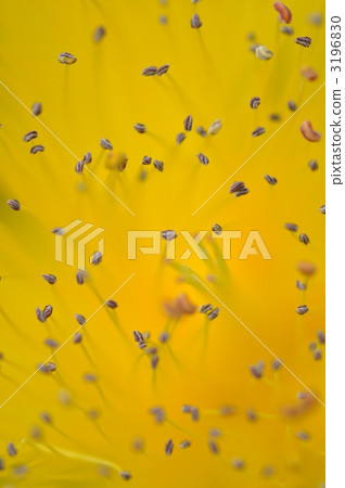 pistil, stamen, bloom 3196830