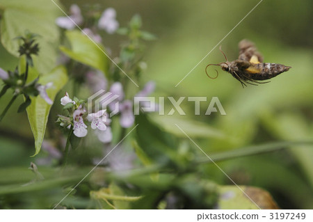 我決定在這裡♪ 3197249
