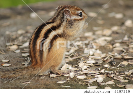 Ezoshimarisu 3197319