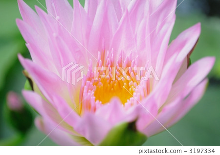 睡蓮花開材料,純淨的心(花語) 睡蓮花開材料,純淨的心(花語) 3197334