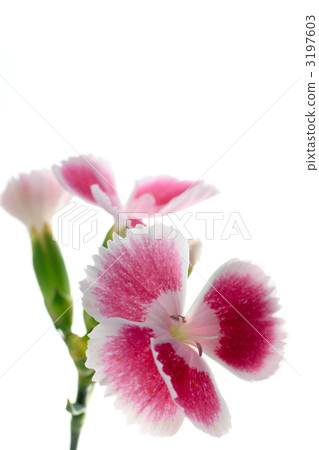 Nadeshiko / Nadesico / Barley / Nakko 3197603