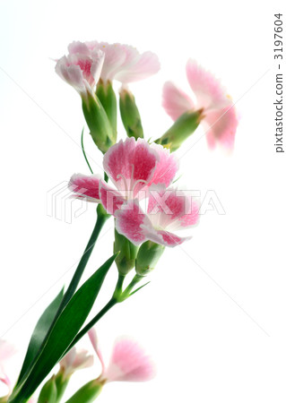 Nadeshiko / Nadesico / Barley / Nakko 3197604