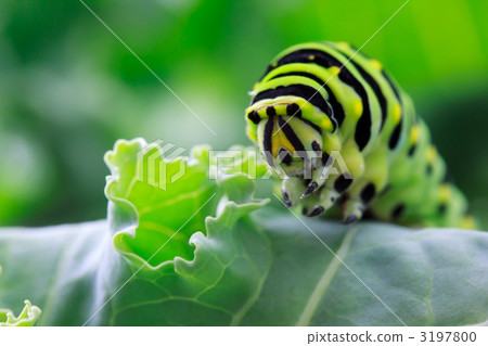 燕尾幼蟲 燕尾幼蟲 3197800