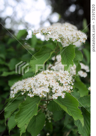 Garlic flowers 3197820