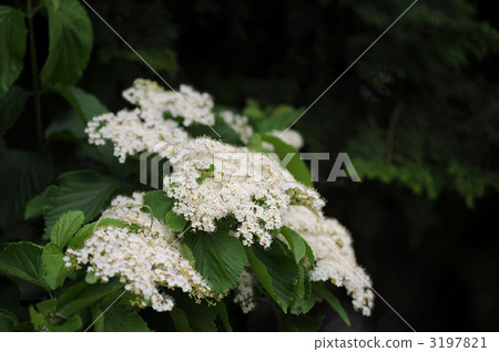 Garlic flowers 3197821
