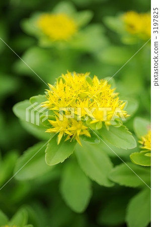 Mexico Mannungsa 3197825