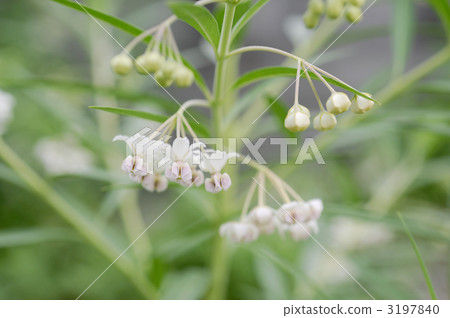 氣球掛鎖花 氣球掛鎖花 3197840