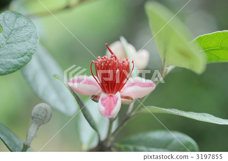 Feijoa's flower Feijoa's flower 3197855