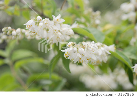 Unown flower Unown flower 3197856