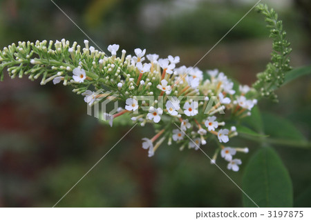 醉魚草 植物 植物學 3197875