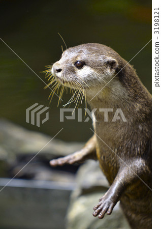 Otter's portrait 3198121
