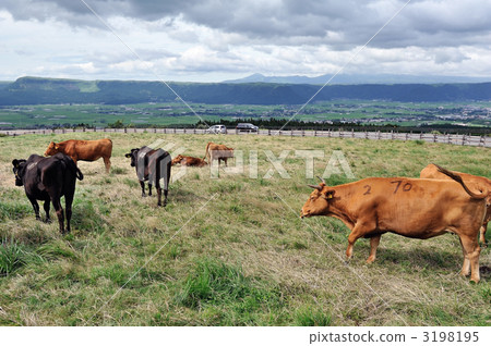 一群奶牛 一群奶牛 3198195