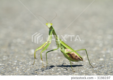 Mantis to look at 3198197