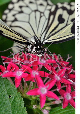 蝴蝶的天堂 3198346