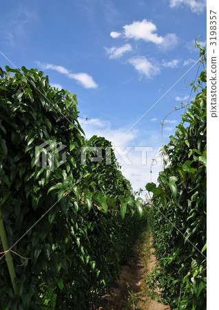 馬鈴薯田 綠葉 葡萄藤 3198357