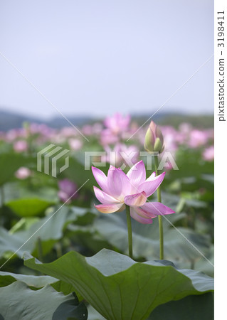 在伊豆沼的莲花 图库照片