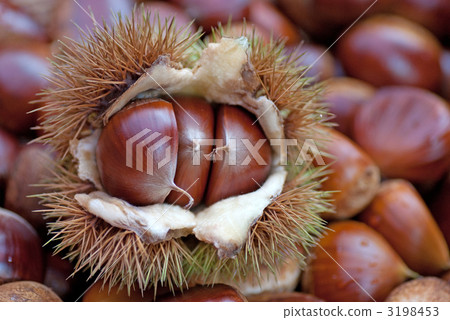 Chestnut Chestnut 3198453