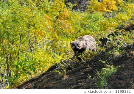 Grizzly while eating Grizzly while eating 3198581