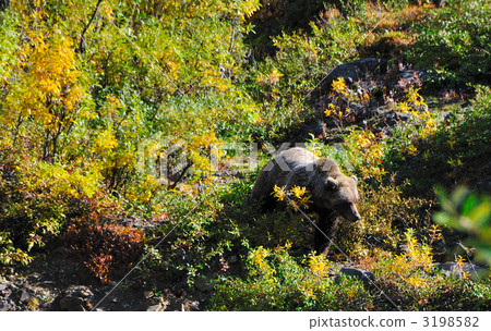 Grizzly bear 3198582