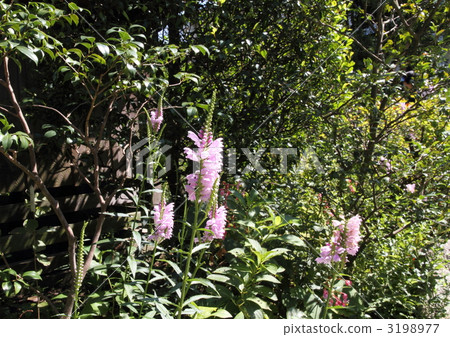 Flowers of Hanatra nooda of the old temple of Kamakura "Daisei-ji" 3198977
